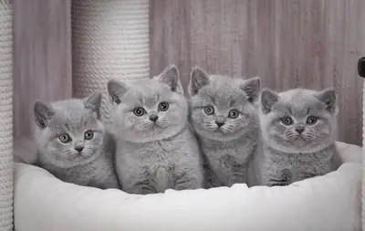 fluffy felines for sale