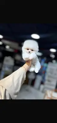 我们想收养我们的博美犬宝宝。