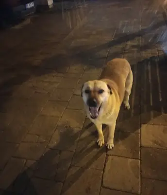 We are looking for a worthy owner who will provide a suitable home for an intelligent Kangal mix.