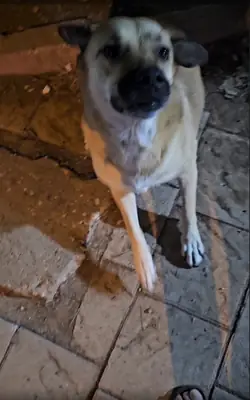 The Turkish Treasure Dog breed, a Kangal mix, preferably needs a gentle, loyal dog with its own home and territory.