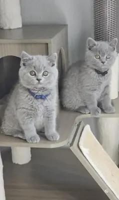 Exceptional British Shorthair Kitten