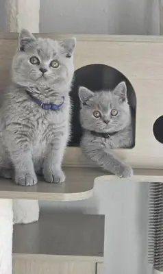 Purebred British Shorthair – Luxury Companion