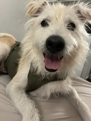 Superperro macho buscando una chica