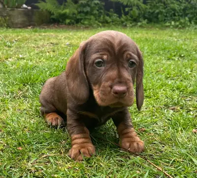 充满爱心饲养的漂亮腊肠犬幼犬