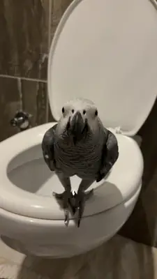jako papağanı