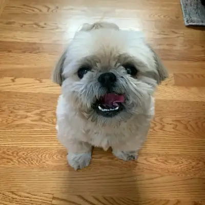 Gorgeous Shih Tzu puppies for adoption 