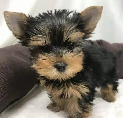 Cute Yorkie puppy 