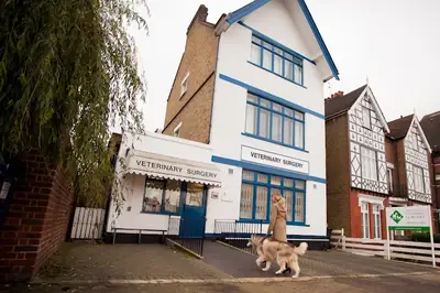 Urgencias veterinarias 24/7 en el sur de Londres – Streatham Hill Vets