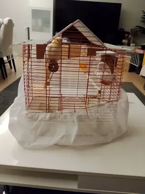 perruche calopsitte de 5 à 6 mois