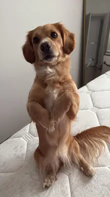 Sevimli Golden retriever Dachshund kırması