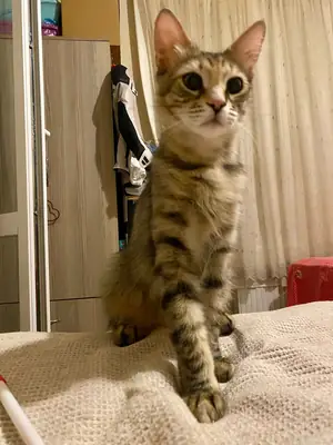RECHERCHE FAMILLE POUR LA VIE POUR UNE CHATTE D'INTÉRIEUR STÉRILISÉE.