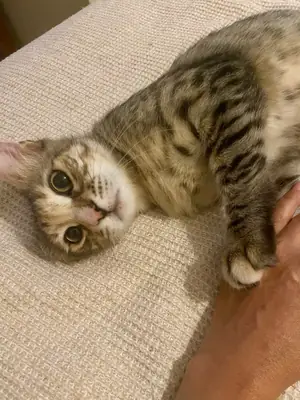 DİŞİ KISIR EV KEDİSİNE ÖMÜRLÜK YUVA