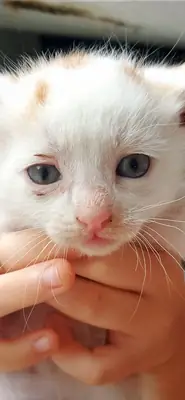 Sokakta baktığımız kedi yavruları 