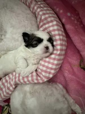 Shih tzu 