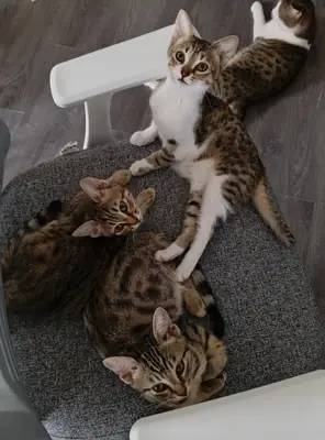 Tiny paws are looking for a home.