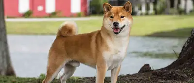 2-Year-Old Male Shiba Inu Up for Adoption