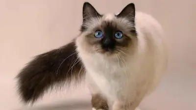 Missing! 1-Year-Old Female Balinese Cat Wanted
