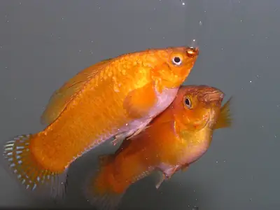 Peces Molly sanos y vivaces – Aptos para la cría