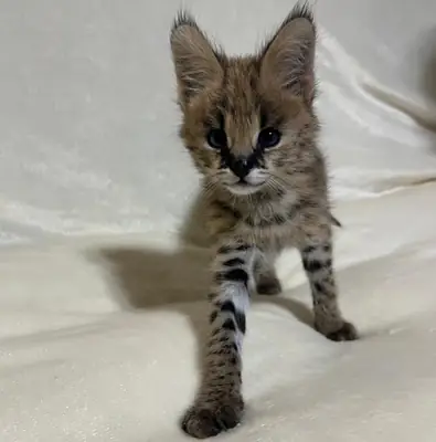 Chatons Serval Exotiques de Haute Qualité Disponibles