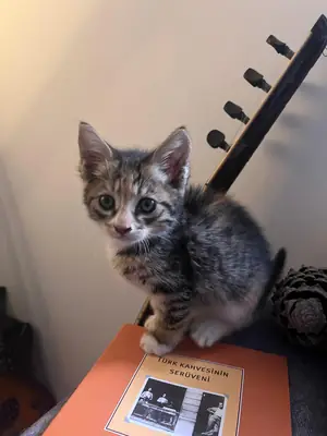 一只乖巧活泼的虎斑猫急需一个家。