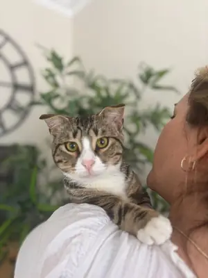小猫领养