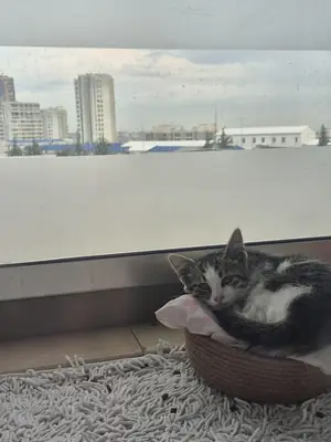 小猫领养