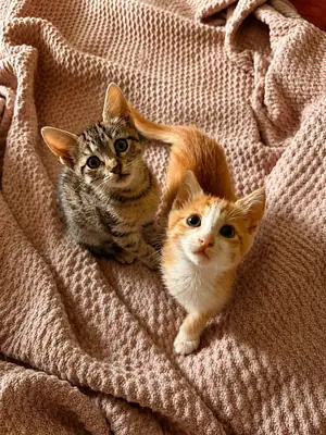 小猫领养