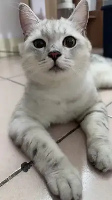 非常听话的美短