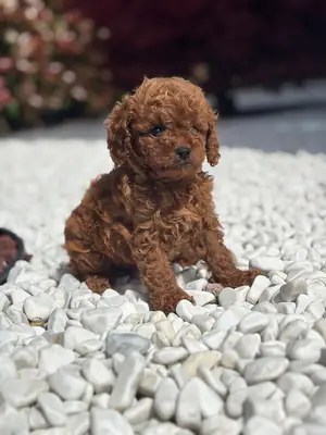 贵宾犬宝宝
