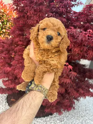贵宾犬宝宝