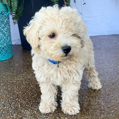 Toy Poodle Puppy – Calm Temperament, Great Family Companion