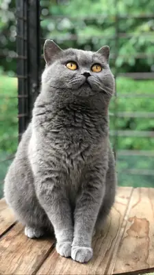 British Shorthair Kitten – Plush Coat, Calm Personality, Home Raised