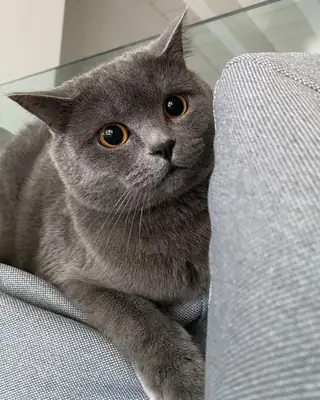British Shorthair Adoption