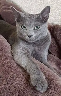 BLUE RUSSIAN CAT