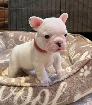 Fransız Bulldog Yavrusu – Sakin Mizaçlı, Aile Dostu