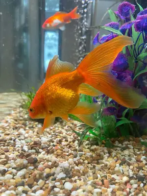 Balık Sahiplenme – Sorumlu Bağış