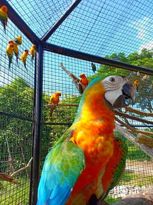 Sahiplenmeye Hazır Papağan – Zeki ve Sosyal