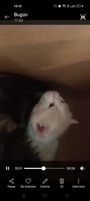 3 котенка