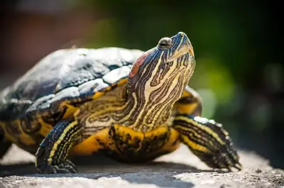 Желтоухая черепаха (Yellow-bellied Slider) — ухоженная, активная (платно)