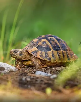 Черепаха Германа (Hermann’s Tortoise) — спокойная, домашняя (платно)