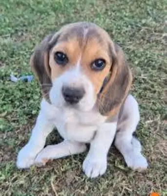 Beagle puppies for adoption 
