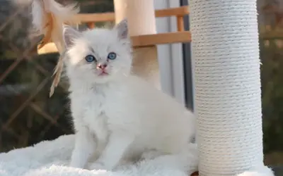  608 Ragdoll kittens direct beschikbaar