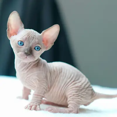 Uitzonderlijke Sphynx-kittens nu beschikbaar