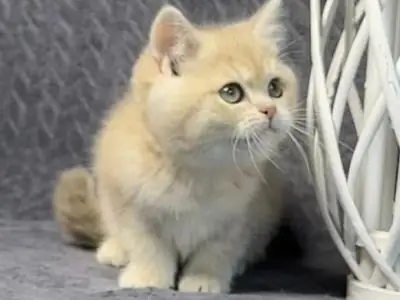 Lieve Britse korthaar kitten ter adoptie