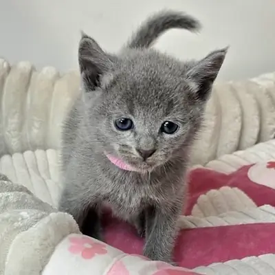 Prachtige raszuivere Russische Blauwe kittens nu beschikbaar