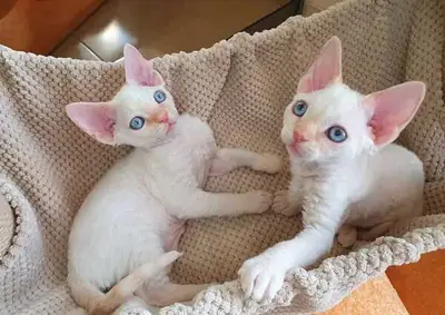 Devon Rex Kittens available now