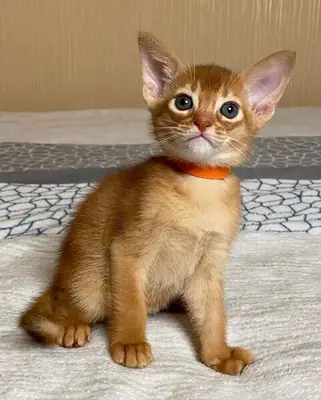 Abyssinian Kittens Ready now
