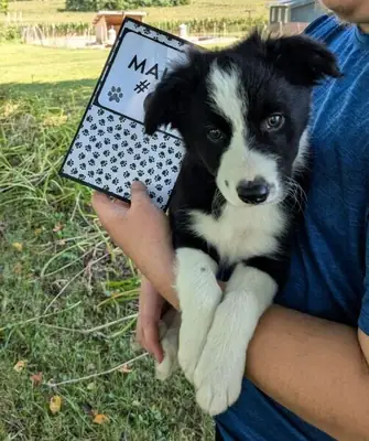 Border Collie pups Ready