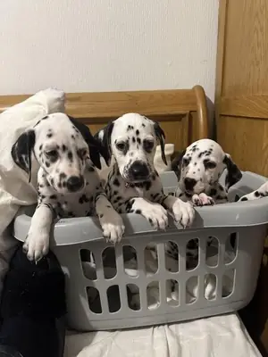 dalmatian puppies now ready for a new home