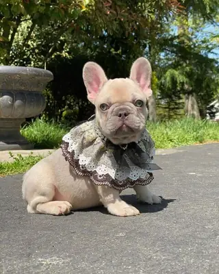 French Bulldog Puppies now